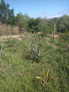 Sítio Para Vender com 04 quartos 01 suítes, com linda capela em Itu