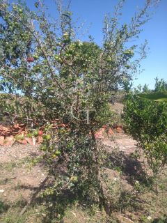 Sítio Para Vender com 04 quartos 01 suítes, com linda capela em Itu