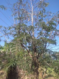 Sítio Para Vender com 04 quartos 01 suítes, com linda capela em Itu