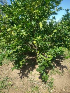 Sítio Para Vender com 04 quartos 01 suítes, com linda capela em Itu