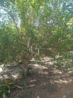 Sítio Para Vender com 04 quartos 01 suítes, com linda capela em Itu