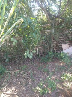 Sítio Para Vender com 04 quartos 01 suítes, com linda capela em Itu