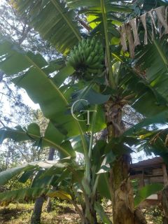 Sítio Para Vender com 04 quartos 01 suítes, com linda capela em Itu