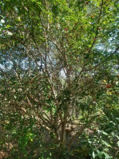 Sítio Para Vender com 04 quartos 01 suítes, com linda capela em Itu