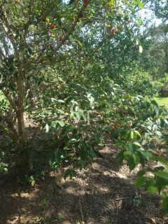 Sítio Para Vender com 04 quartos 01 suítes, com linda capela em Itu