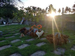 Rancho Ouro Verde à venda no Povoado Cardoso em Itaporanga d’Ajuda – SE