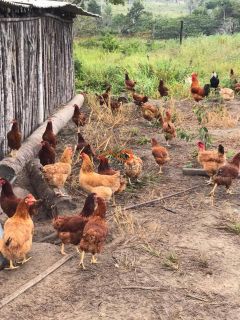 Rancho Ouro Verde à venda no Povoado Cardoso em Itaporanga d’Ajuda – SE