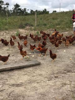 Rancho Ouro Verde à venda no Povoado Cardoso em Itaporanga d’Ajuda – SE