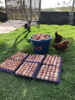 Rancho Ouro Verde à venda no Povoado Cardoso em Itaporanga d’Ajuda – SE