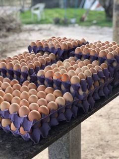 Rancho Ouro Verde à venda no Povoado Cardoso em Itaporanga d’Ajuda – SE