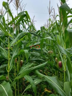 Rancho Ouro Verde à venda no Povoado Cardoso em Itaporanga d’Ajuda – SE