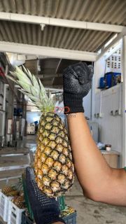 Rancho Ouro Verde à venda no Povoado Cardoso em Itaporanga d’Ajuda – SE