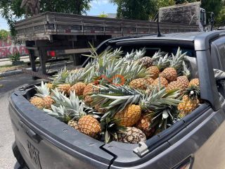 Rancho Ouro Verde à venda no Povoado Cardoso em Itaporanga d’Ajuda – SE