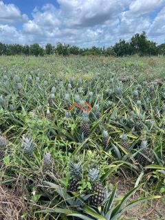 Rancho Ouro Verde à venda no Povoado Cardoso em Itaporanga d’Ajuda – SE
