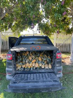 Rancho Ouro Verde à venda no Povoado Cardoso em Itaporanga d’Ajuda – SE