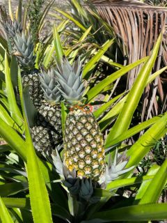 Rancho Ouro Verde à venda no Povoado Cardoso em Itaporanga d’Ajuda – SE