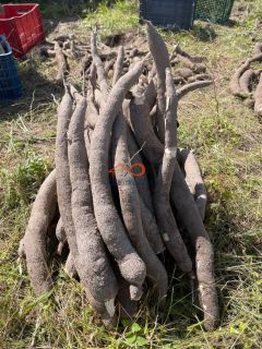 Rancho Ouro Verde à venda no Povoado Cardoso em Itaporanga d’Ajuda – SE