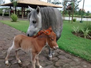 Lote com 450m² à Venda no Condomínio Haras Residence - São Cristóvão/SE