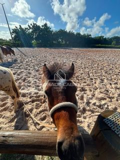 LOTE - FAZENDA REAL DOIS