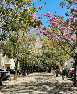 CANTO DOS IPÊS