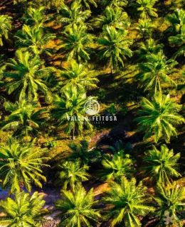 Fazenda à venda em Porto de Sauípe