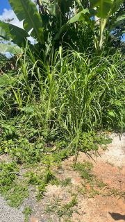 Terreno Saboeiro em Salvador