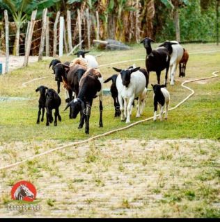 Terreno  Para Vender Simões Filho