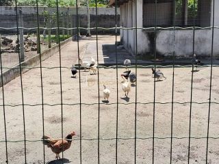 Casa Solta  4 /4 e 1 suítes  Conceição Do Jacuípe