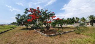 Lotes Condomínio Para Vender Genipapo em Sapeaçu