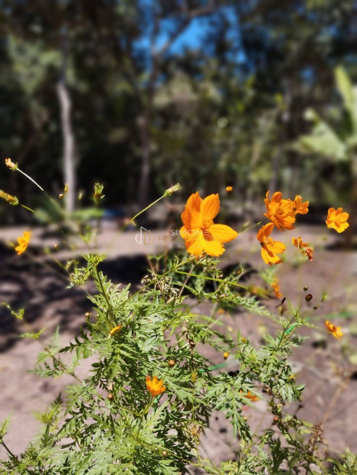 Lote / Terreno de Condomínio Para Vender no bairro Vale do Pati em Palmeiras  -CAPÃO - CHAPADA DIAMANTINA