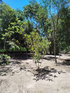 Lote / Terreno de Condomínio Para Vender no bairro Vale do Pati em Palmeiras - CAPÃO - CHAPADA DIAMANTINA