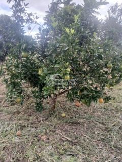 Chácara na Beira da Pista com 3 Quartos e Área Arborizada – Povoado Moita Formosa, Itaporanga