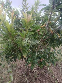 Chácara na Beira da Pista com 3 Quartos e Área Arborizada – Povoado Moita Formosa, Itaporanga