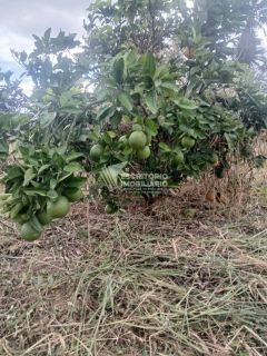 Chácara na Beira da Pista com 3 Quartos e Área Arborizada – Povoado Moita Formosa, Itaporanga
