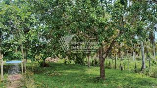 Oportunidade! Chácara à venda em itaporanga da Ajuda