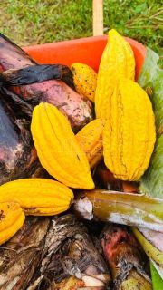 Fazenda Região de Santos Estevão Jaguaquara