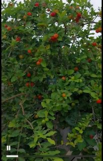 CASA SOLTA COM 3 QTOS E PISCINA, EM ITAMARACÁ!