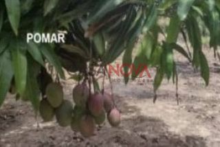 Sítio com 84 tarefas em São Cristovão