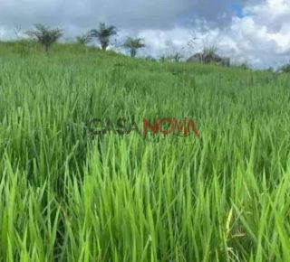 Fazenda com 450 tarefas em Simão Dias