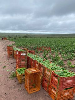 Vendo ou Troco Fazenda com 113 tarefas em Jeremoabo-Ba