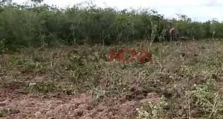 Fazenda com 70 tarefas em Lagarto