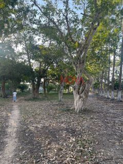 Fazenda com 100 tarefas em Itaporanga