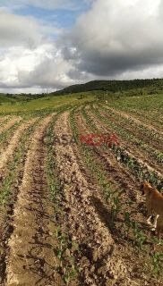 Fazenda com 150 tarefas em Campo do Brito
