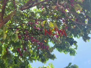 Excelente Chácara no Mosqueiro com 5600 m²