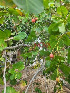 Excelente Chácara no Mosqueiro com 5600 m²