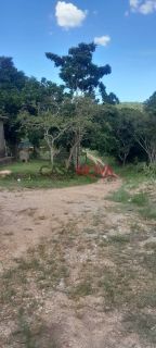 Sítio de 37 tarefas com Granja em Itaporanga