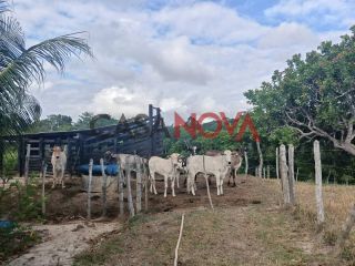 Vendo ou Troco Sítio em Salgado com 10 Tarefas