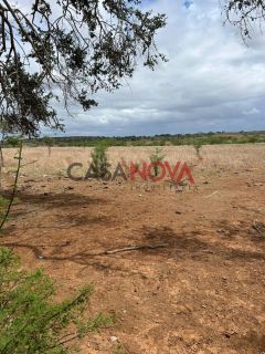 Terreno com 260 tarefas em Jeremoabo para arrendamento para plantação de milho