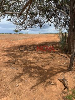 Terreno com 260 tarefas em Jeremoabo para arrendamento para plantação de milho
