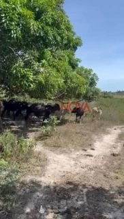 Fazenda com 170 tarefas em Riachão do Dantas